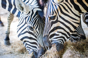 Fototapeta na wymiar Zebra eating grass at Addo Elephant Reserve