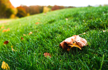 Gorgeous autumn leaves behind a green golf lawn. Fairy tale screensaver
