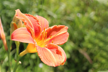 Orange lily flower in natural green environment..