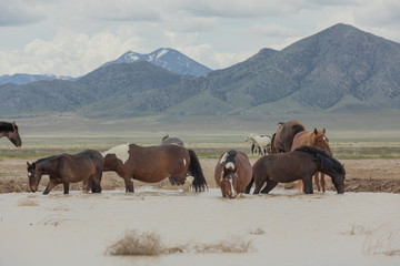 Naklejka premium Wild Horses at a Utah Desert Waterhole