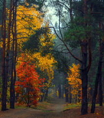 Forest. Autumn. Fog. Autumn painted leaves with its magical colors. Morning fog makes the forest mysterious and magical.