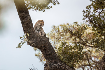 Leopard in Kruger National park, South Africa