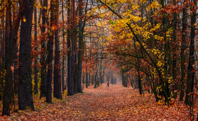 Obraz premium Forest. Autumn. Fog. Autumn painted leaves with its magical colors. Morning fog makes the forest mysterious and magical.