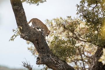 Obraz premium Leopard in Kruger National park, South Africa