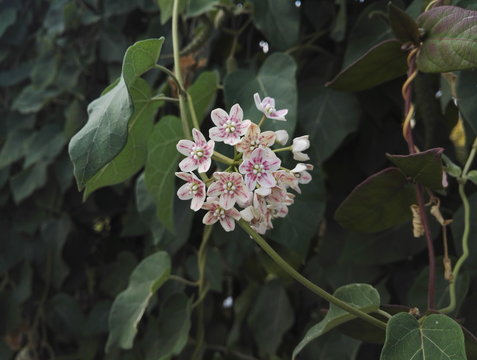 Wattakaka sinensis with large heart-shaped leaves