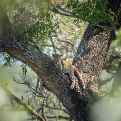 Naklejka na ściany i meble Leopard in Kruger National park, South Africa