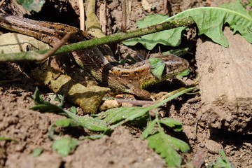 lizard in the grass