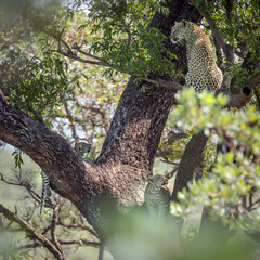 Leopard in Kruger National park, South Africa