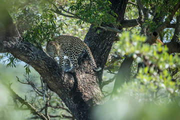 Leopard in Kruger National park, South Africa