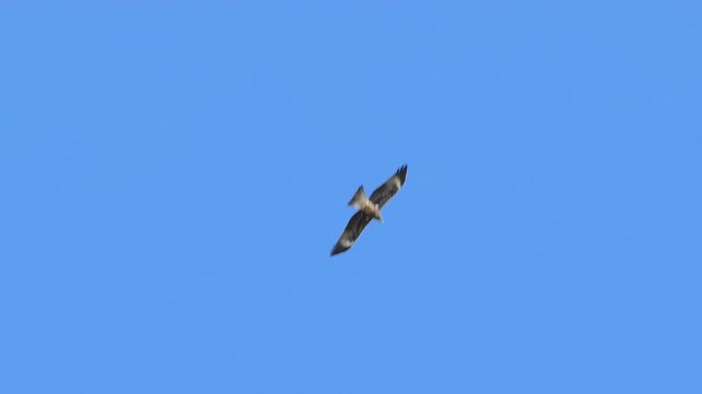 Slow motion of hawk flying on sky.