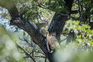 Leopard in Kruger National park, South Africa