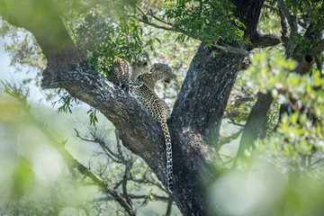 Leopard in Kruger National park, South Africa