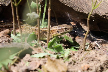 lizard in the grass