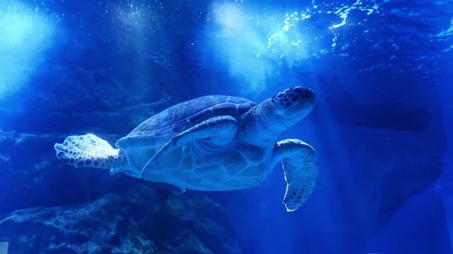 A large sea turtle swims underwater.