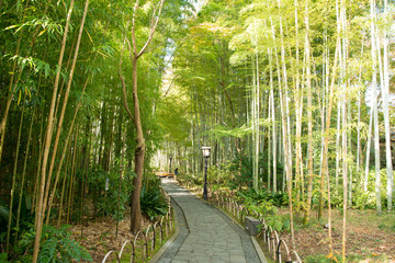 Fototapeta premium 修善寺_竹林の小径
