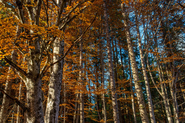 Orange beech leaves on the tree  at autumn in the deciduous forest.