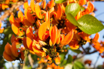 Butea monosperma or Flame of Forest Tree flowers (Flame of the forest, Bastard Teak, Bengal kinotree, Kino tree)