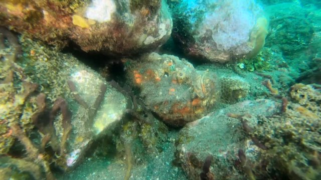 A tropical and poisonous stonefish is an ambush predator and among the most poisonous fishes in the world.