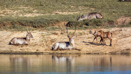 Common Waterbuck in Kruger National park, South Africa