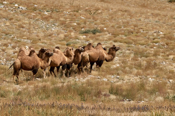 Bactrian camel in the Gobi desert of Mongolia, beautiful closeup portrait