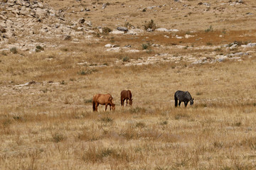 Beautiful wild horses in the mountains of Mongolia