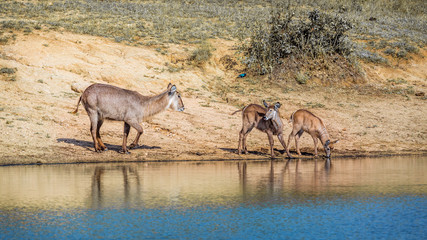 Common Waterbuck in Kruger National park, South Africa