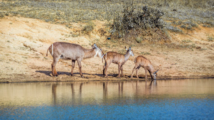 Common Waterbuck in Kruger National park, South Africa