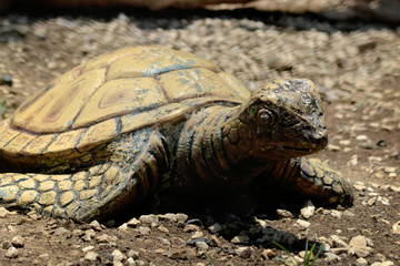 Under divine care turtles swim shoot