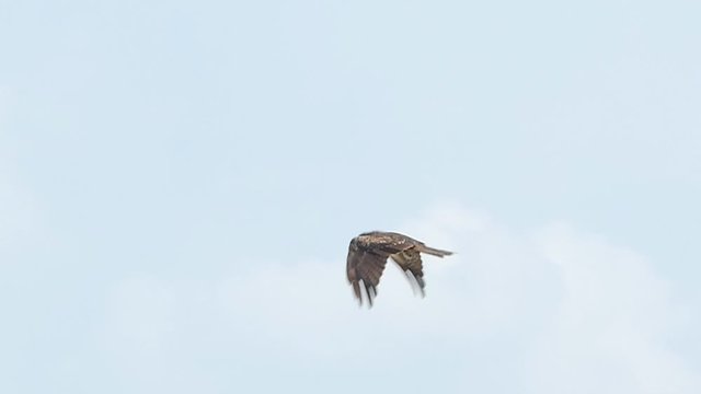 Slow motion of hawk flying on sky.