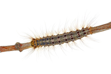 Lymantria Ocneria (Porthetria) larva isolated on white background