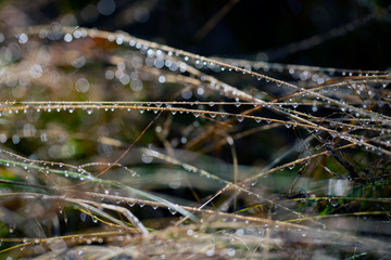 waterpearls autumn sweden