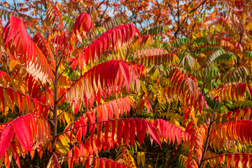Autumn colored red and green trees and Staghorn Sumac leaves (Rhus hirta syn. Rhus typhina)