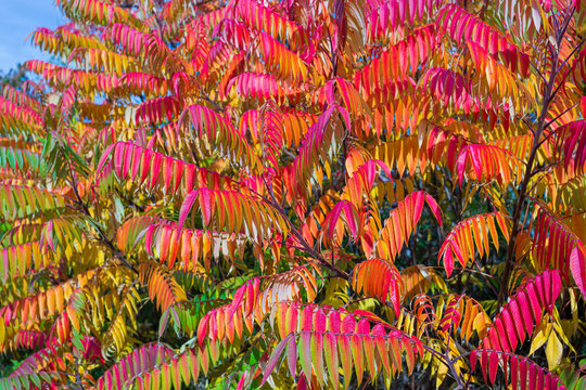 Autumn colored trees and leaves of Staghorn Sumac (Rhus hirta syn. Rhus typhina)2