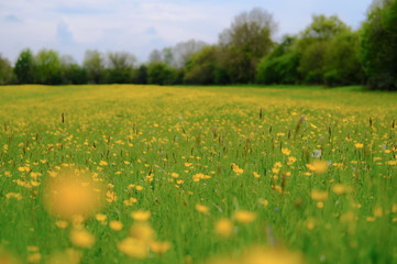 Wild buttercups seen in an english summer meadow.