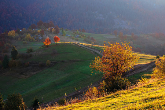 rural landscape at sunrise. beautiful autumn scenery in mountains. trees in fall foliage on rolling hills in dappled light. path  through grassy slope. hazy atmosphere