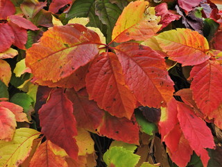 Naklejka na ściany i meble fantastic multi-colored palette of leaves of Russian autumn