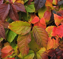fantastic multi-colored palette of leaves of Russian autumn