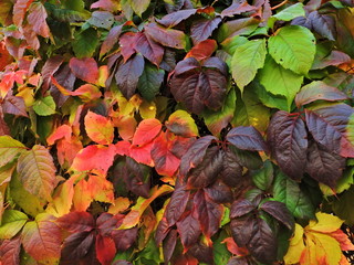 fantastic multi-colored palette of leaves of Russian autumn
