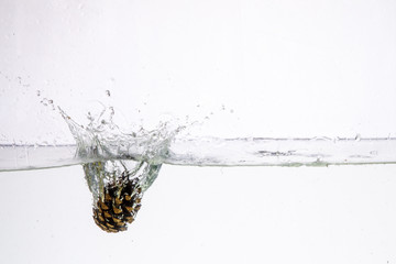 Water Splash Photography: a conifer cone falling in water creating a large splash on a white background