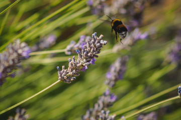 Close up of a bumblebee on a lavender flower.