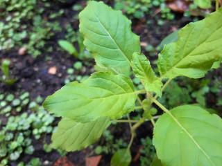 Obraz premium holy basil on the field