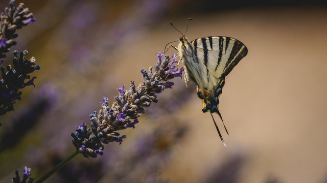 A common yellow swallowtail butterfly (Papilio Machaon) on a lavender flower.