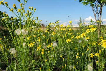 Field of yellow flowers