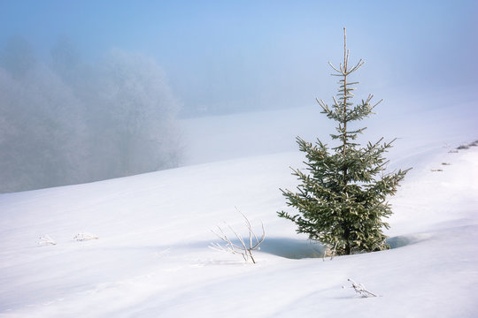 little spruce tree on a snow covered meadow. mysterious winter scenery in misty weather conditions. distant forest in haze