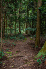 Obraz premium 滋賀 東海自然歩道 音羽山