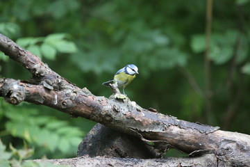 aves varias 