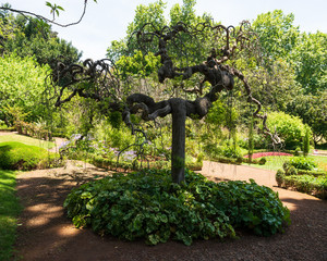 Corkscrew willow with interesting undergrowth