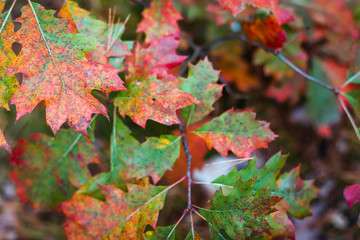 autumn leaves on the ground