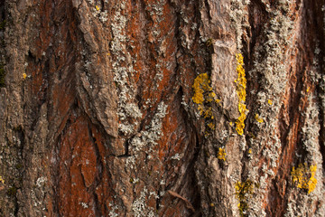 lichen on willow bark tree texture closeup