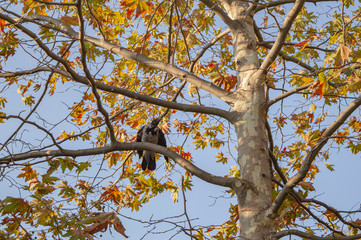 Raven on an oak tree in autumn